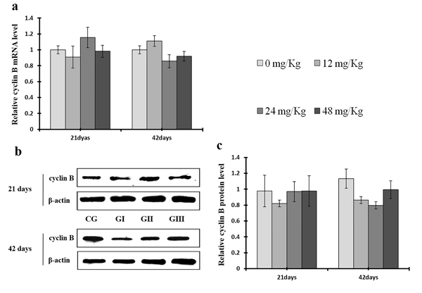 Changes of mRNA and protein expression levels of cyclin B in the liver at 21 and 42 days of experiment.