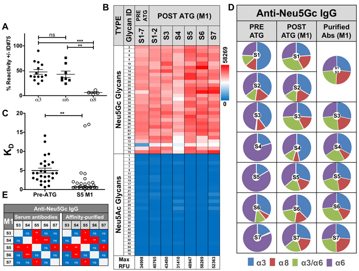 Characterization of affinity-purified anti-Neu5Gc IgGs pre- and post-ATG.