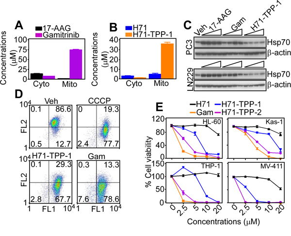 Mitochondria-targeted PU-H71 causes acute organelle dysfunction.