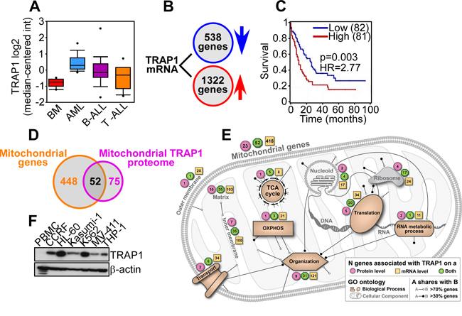 Bioinformatics analysis of TRAP1 expression in AML.