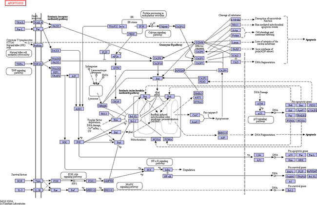 The KEGG pathway of apoptosis.