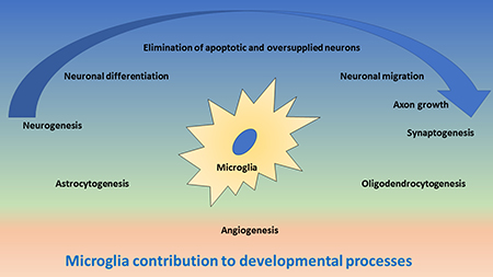 Schematic drawing of important functions of microglia during development of the central nervous system.