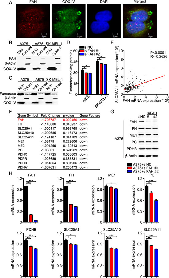 FAH expression modulates TCA cycle enzyme and transport activity.