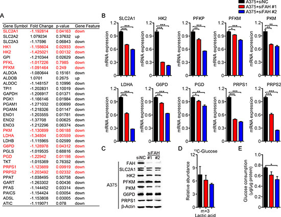 FAH knockdown inhibits glycolysis, pentose phosphate pathway activity, and nucleotide synthesis in melanoma cells.