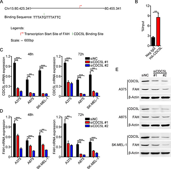 CDC5L drives FAH expression in melanoma cells.