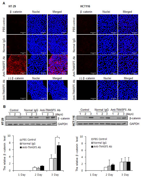 Enhanced expression of &#x3b2;-catenin in TM4SF5 expressing cells after treatment with anti-TM4SF5 antibody.