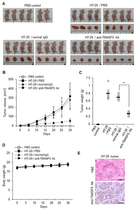 Therapeutic efficacy of the anti-TM4SF5 monoclonal antibody against colon tumor growth in a xenograft mouse model.