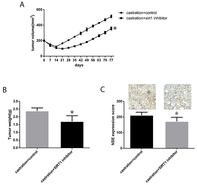 Effect of a SIRT1 inhibitor (ex527) on the progression and growth of xenografts in mice.