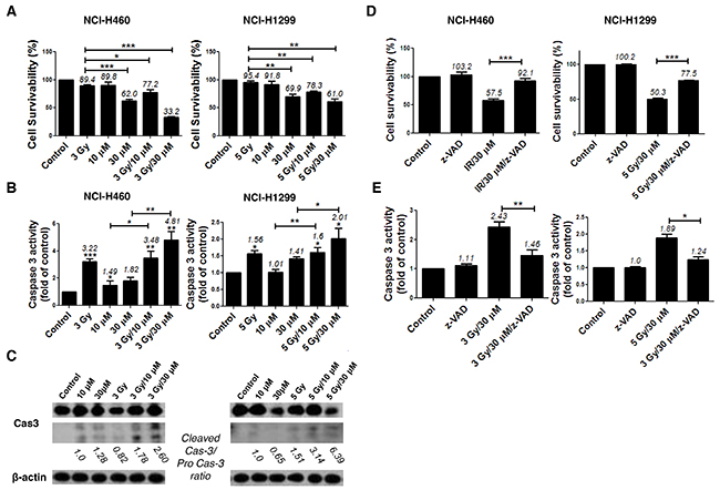 AMRI-59 induces NSCLC cell death and enhances apoptosis in conjunction with IR.