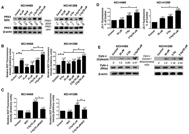 AMRI-59 induces ROS accumulation in conjunction with IR in NSCLC cells.