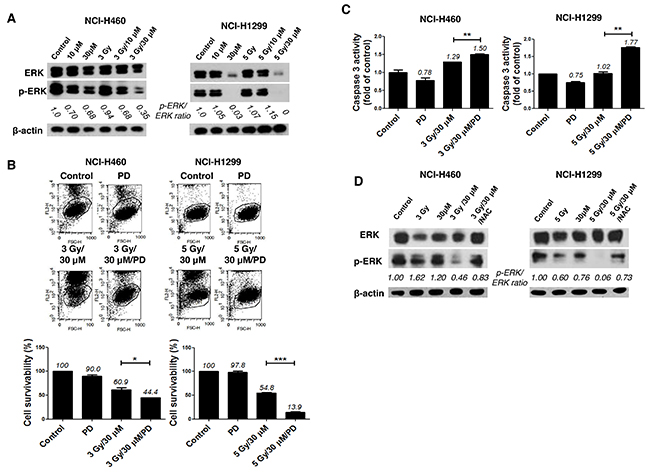 Combination of AMRI-59 and IR promotes apoptotic cell death via elimination of ERK activity.