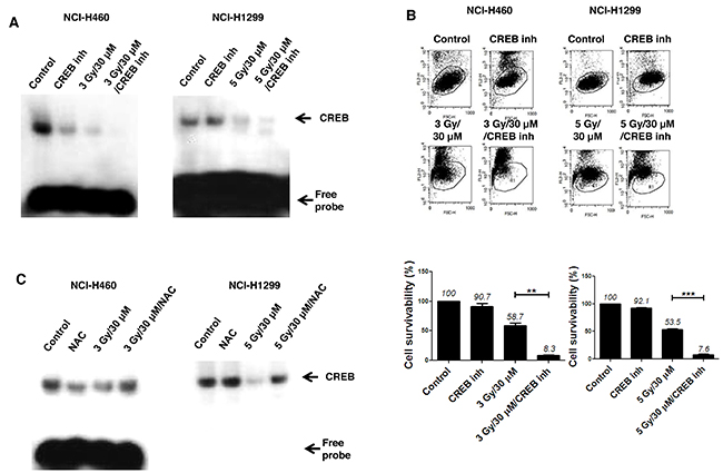 Attenuation of CREB-1 activity is a step in the apoptotic cell death pathway triggered by the combination of AMRI-59 and IR.
