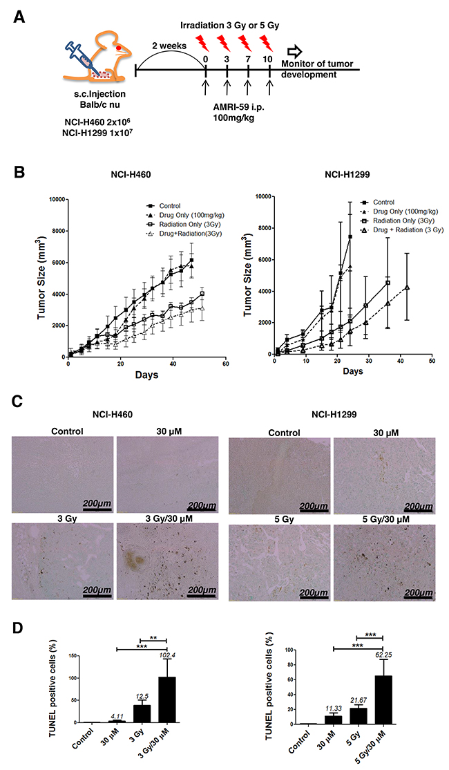 Combination of AMRI-59 and IR enhances apoptotic cell death in vivo.