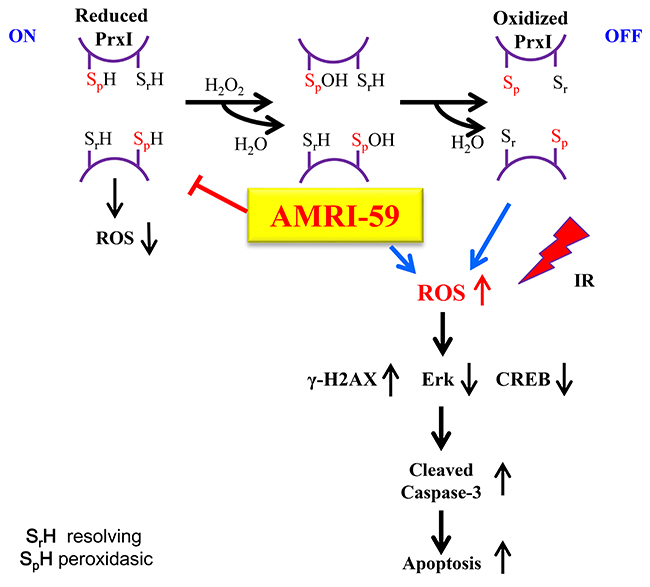 Scheme of the intracellular mechanism of the radiosensitization effect of AMRI-59.