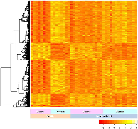 Gene expression patterns in HNC and CC.