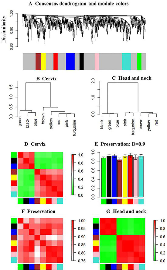 Eigengene network in HNC and CC.