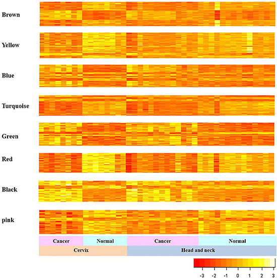 Gene expression patterns of consensus modules in HNC and CC.