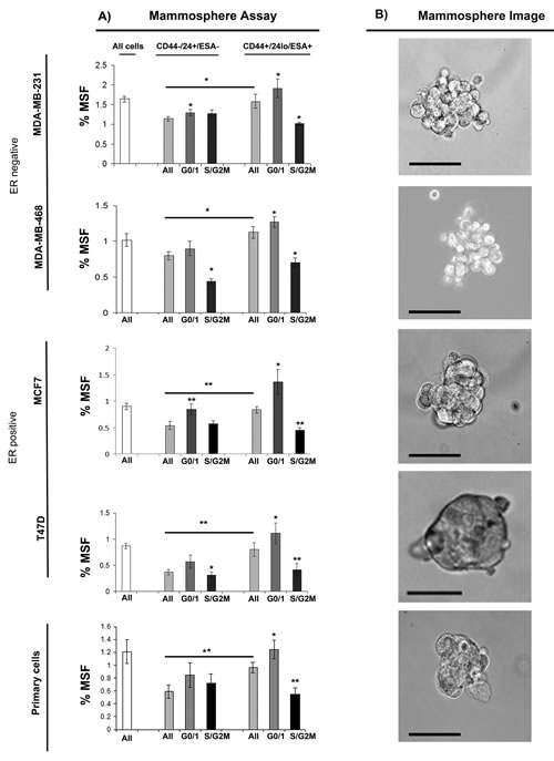 G0/1 Stem-like cells have increased mammosphere activity.