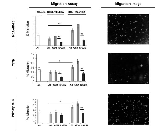 G0/1 Stem-like cells have increased migratory activity.