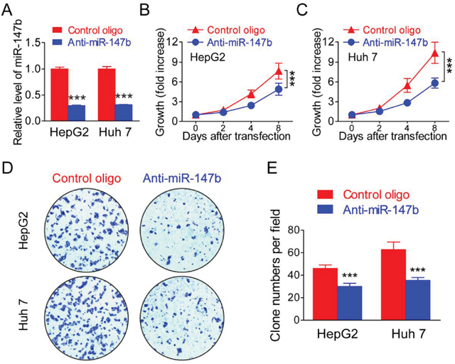 Knockdown of miR-147b inhibitsl proliferation in HCC tumor cells.