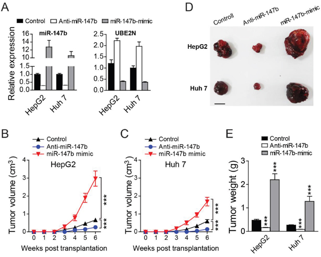 Knockdown of miR-147b inhibits in vivo tumor growth.