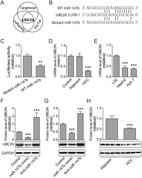 UBE2N was identified as miR-147b target.