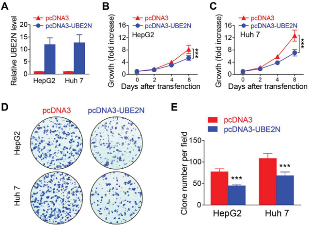 Overexpression of UBE2N suppressing proliferation of HCC tumor cells.