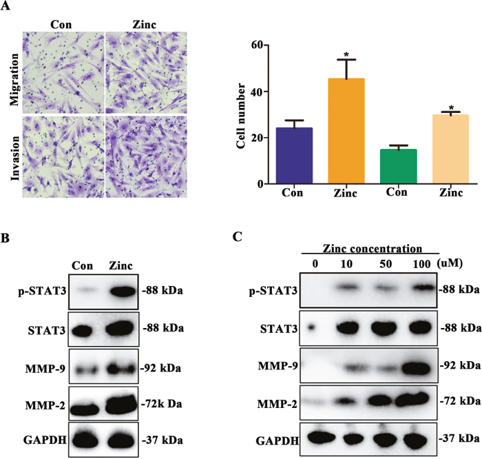 Zinc promotes HTR-8/SVneo cells migration and invasion and increases activity of MMP-2/9.