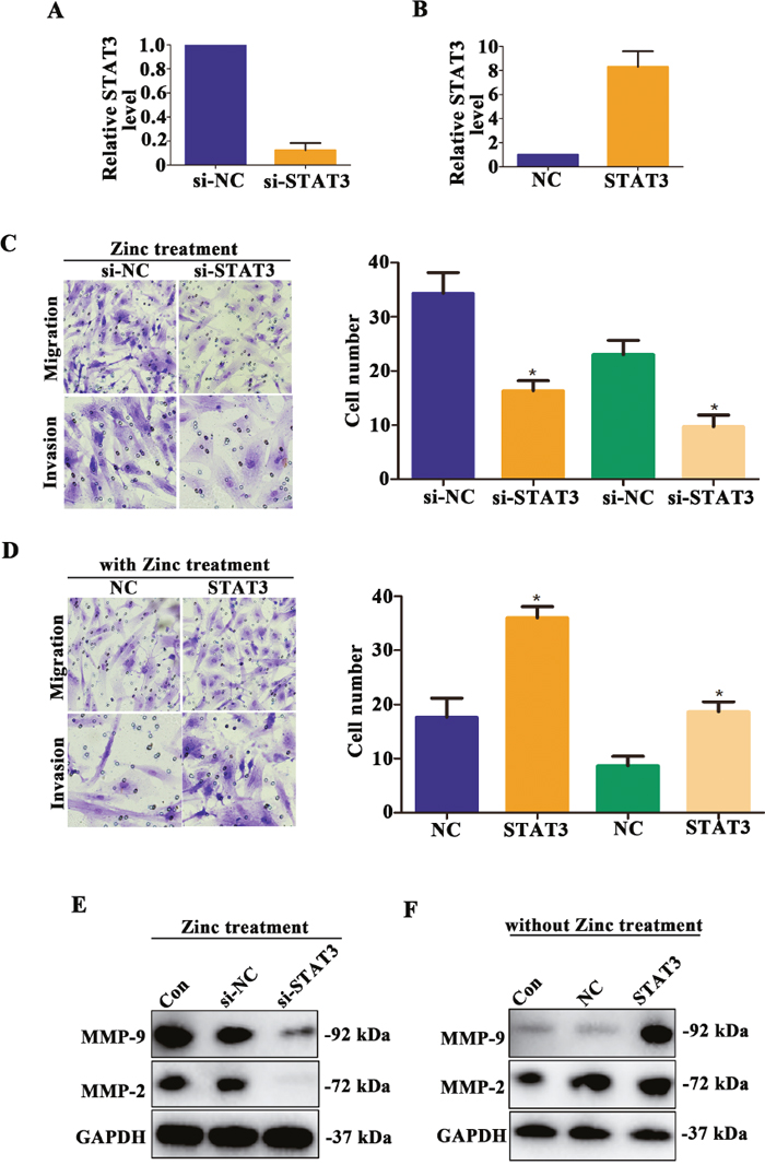 Zinc promotes HTR-8/SVneo cells migration and invasion mediated by STAT3.