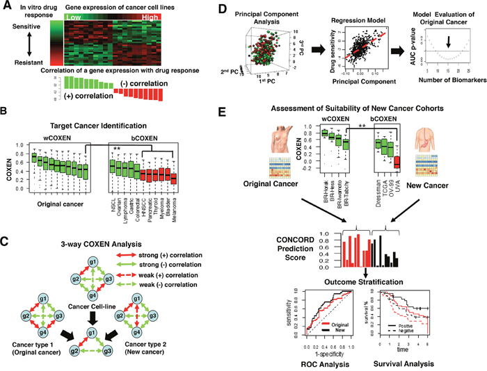 Overview of CONCORD drug response prediction.