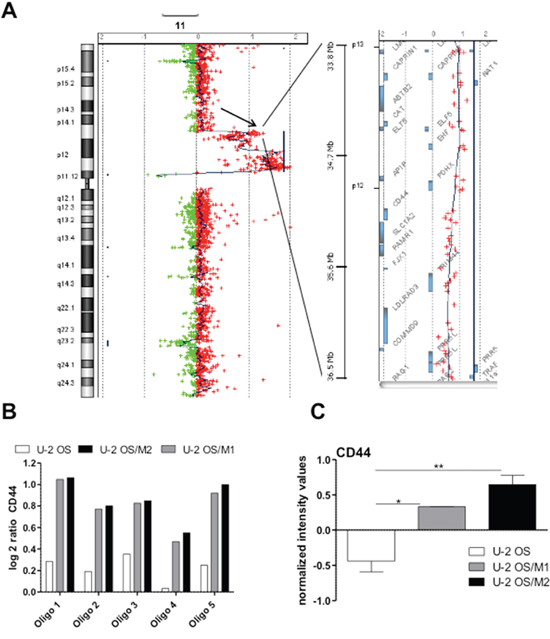 Altered gene dose and gene expression levels of CD44 in hyper-metastatic OS subclones.
