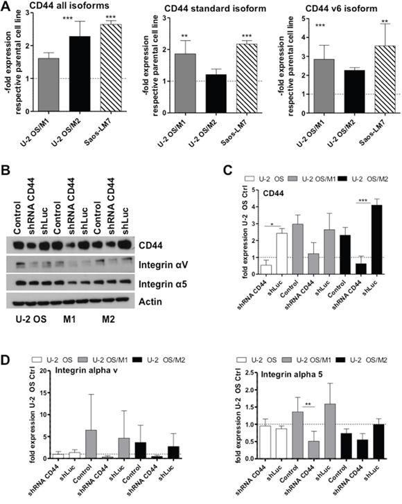 CD44 mRNA and protein expression levels in OS cells and impact of CD44 knock-down on cell adhesion molecules.