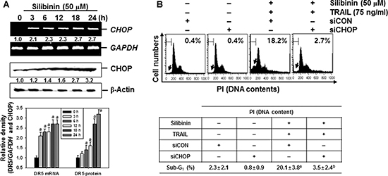 CHOP-dependent DR5 regulation by ROS-mediated ER stress in response to silibinin/TRAIL.