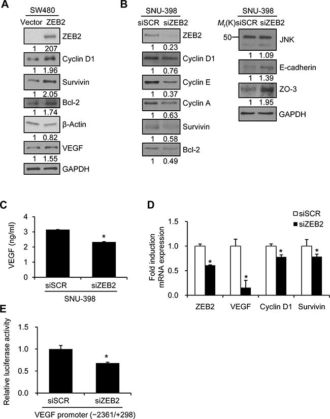 ZEB2 modulates expression of Sp1-regulated genes.