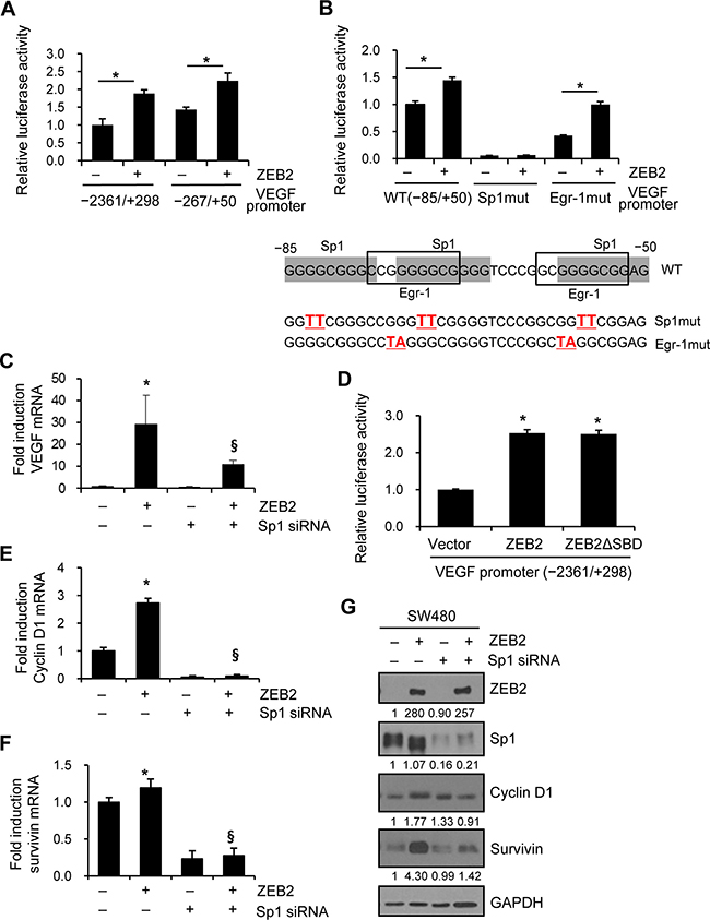 ZEB2 induces transcription of VEGF, cyclin D1, and survivin in an Sp1-dependent manner.