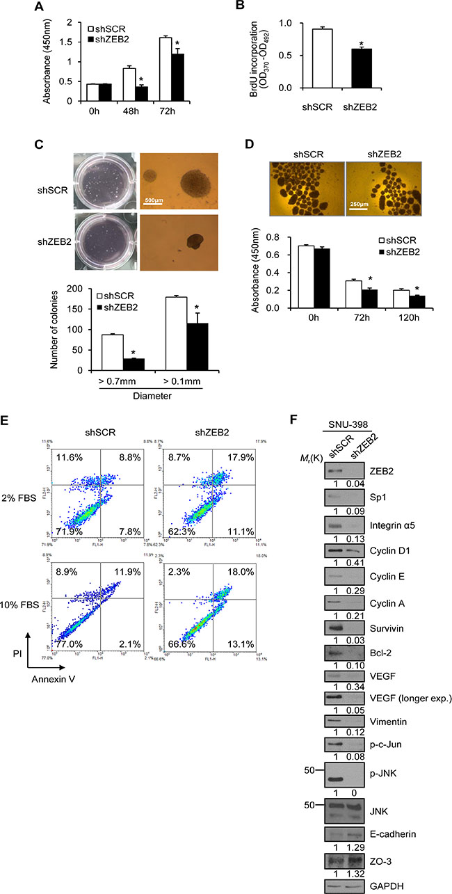 ZEB2 promotes cancer cell proliferation and survival.