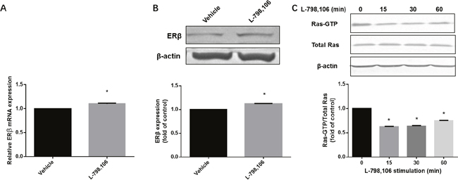 EP3 antagonist increases expression of ER&beta; and decreases activity of Ras in RL95-2 cells.