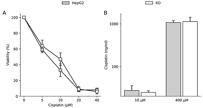 ATP7B expression does not affect cisplatin sensitivity in hepatoma cells.