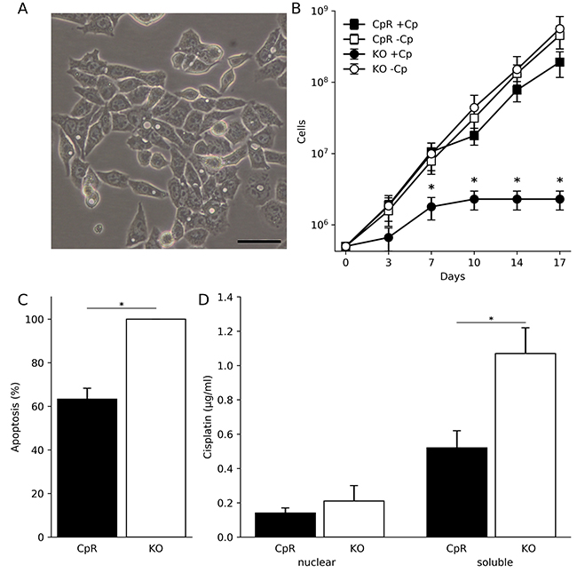 Human hepatoma cells lacking ATP7B can adapt to proliferation in toxic cisplatin.