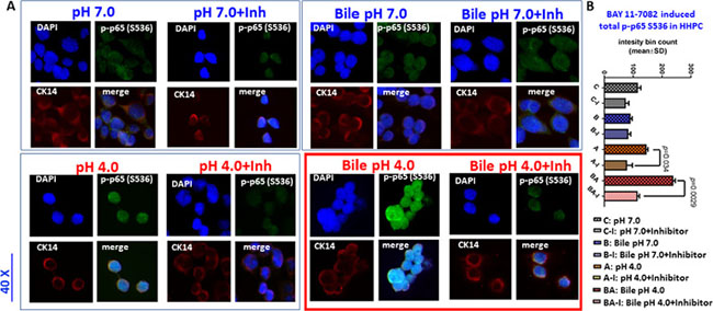 BAY 11-7082 inhibits the acidic bile-induced nuclear translocation of NF-&#x03BA;B (p65) phosphorylated at Ser536 in human primary hypopharyngeal cells.