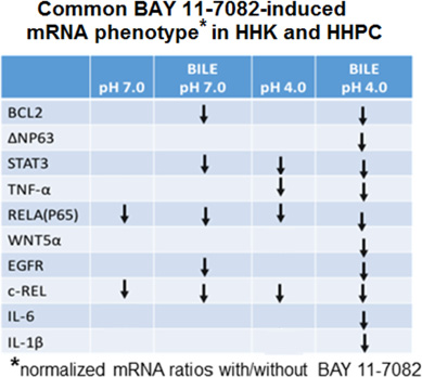 BAY 11-7082-induced common mRNA phenotype in treated normal human hypopharyngeal cells.