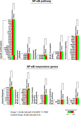 BAY 11-7082 reduced the acidic bile-induced gene expression profiling of NF-&#x03BA;B signaling pathway in treated normal human hypopharyngeal cells.