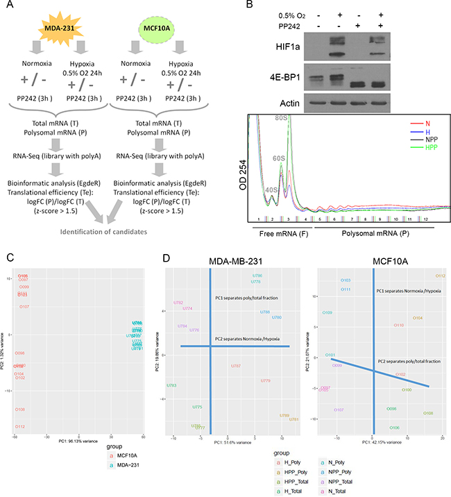 Overview of the polysomal RNA-Seq screen after hypoxia and mTOR inhibition.