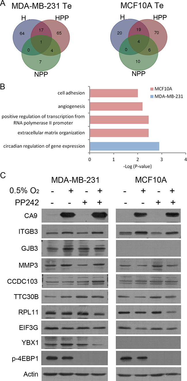 Increased translational efficiency (Te) is accompanied by increased protein.