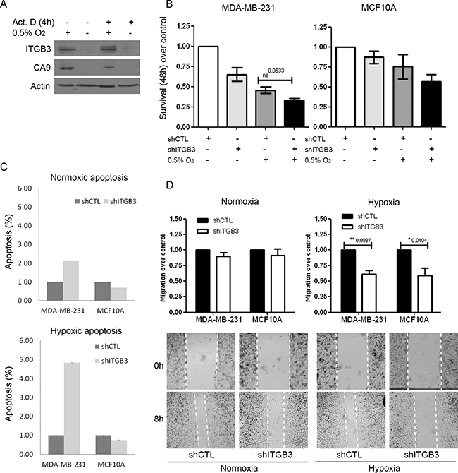 ITGB3 is translationally activated under hypoxic conditions and is important for breast cell line survival and migration.