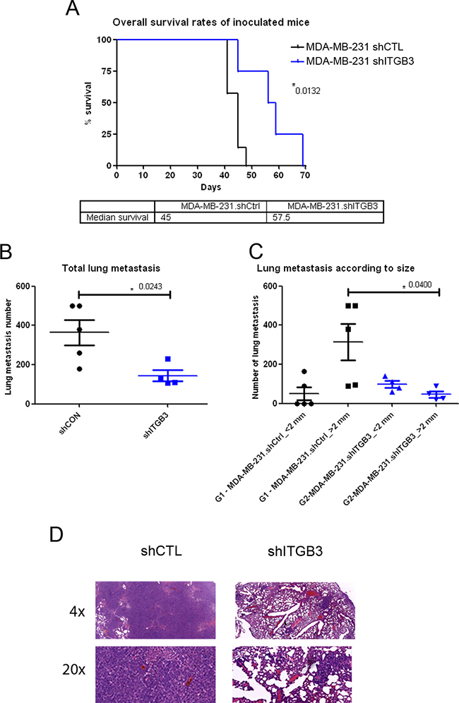 Survival and lung metastasis after intravenous inoculation with ITGB3-depleted MDA-MB-231 human breast cancer cells.