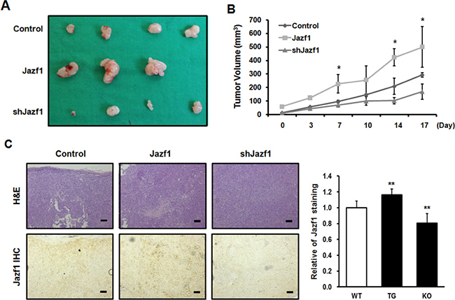 Jazf1 regulates tumor formation in nude mice.