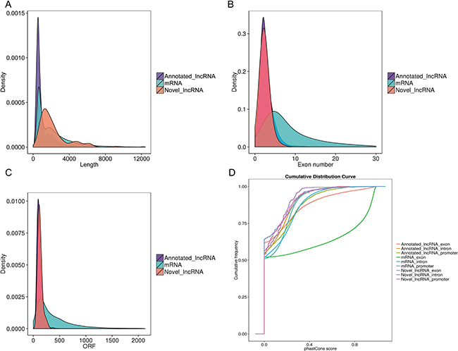 Genomic features of predicted lncRNAs.