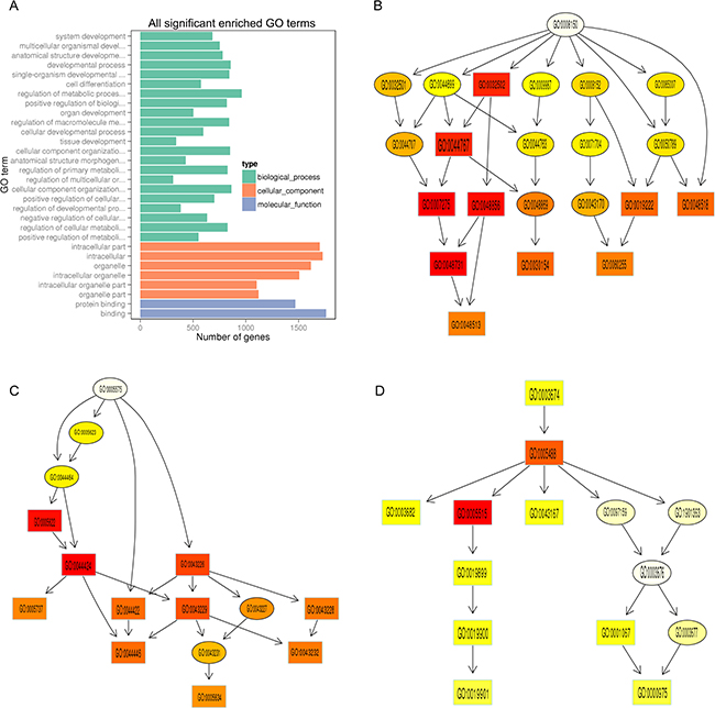 GO enrichment analysis of differentially expressed protein-coding genes.
