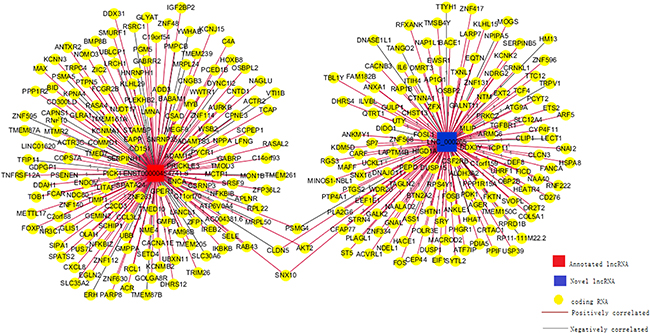 Co-expression network for one annotated and one novel lncRNA.